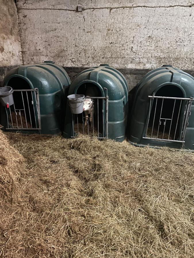 Schlafen Neben Den Kleinen Kaelbchen Im Kaelberiglu Bingum Exterior photo